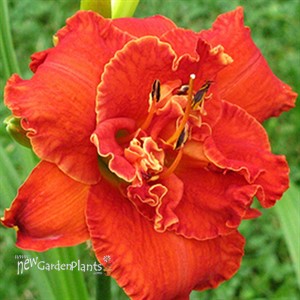 'Moses Fire' Daylily