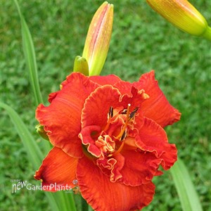'Moses Fire' Daylily