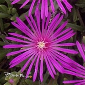 Delosperma 'cooperi' Ice Plant