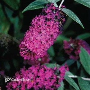 Butterfly Bush 'Attraction'