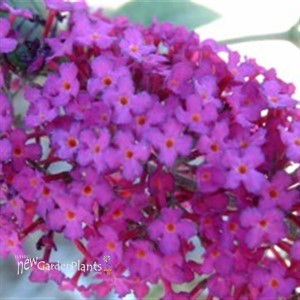 Butterfly Bush 'Attraction'