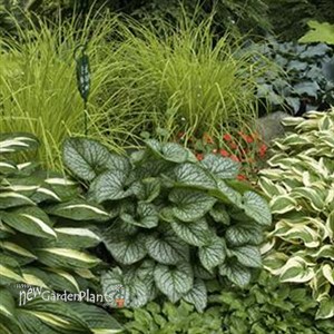 'Jack Frost' pp13859