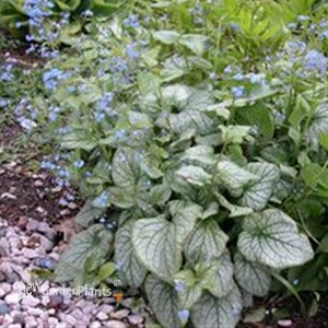 'Jack Frost' pp13859