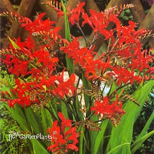 'Lucifer' Crocosmia Montbretia
