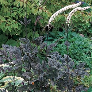 Brunnette Black Snakeroot