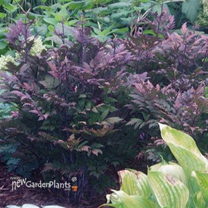 Brunnette Black Snakeroot