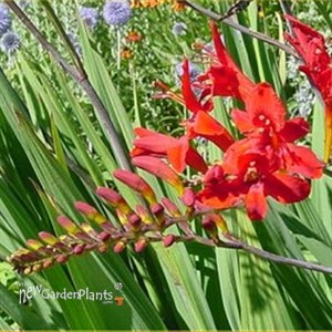 'Lucifer' Crocosmia Montbretia