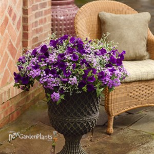 'Diamond Frost' PW or 'Hip Hop'