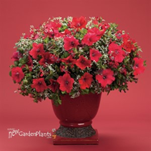 'Diamond Frost' PW or 'Hip Hop'