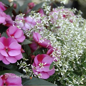 'Diamond Frost' PW or 'Hip Hop'