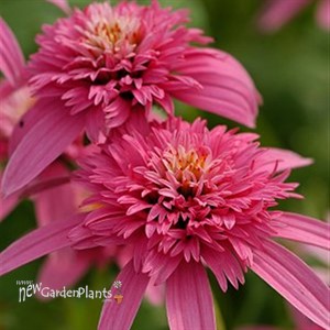 'Pink Double Delight' Coneflower 