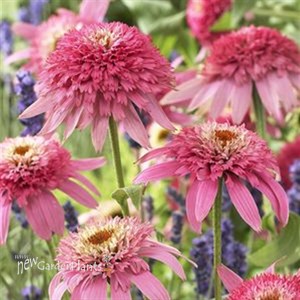 'Pink Double Delight' Coneflower 