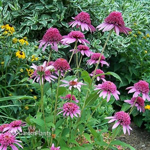 'Pink Double Delight' Coneflower 