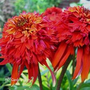 'Hot Papaya' Coneflower