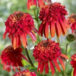 'Hot Papaya' Coneflower