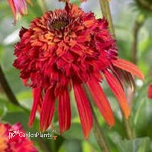 'Hot Papaya' Coneflower