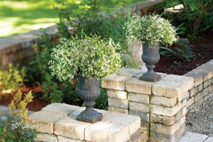 'Diamond Frost' PW or 'Hip Hop'