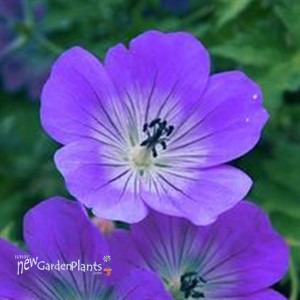 'Rozanne' Cranesbill