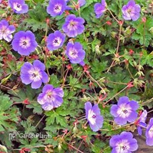 'Rozanne' Cranesbill