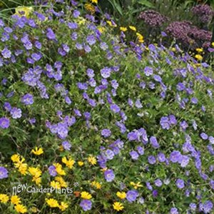 'Rozanne' Cranesbill