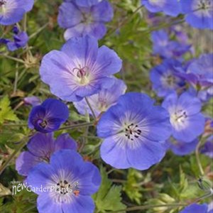 'Rozanne' Cranesbill