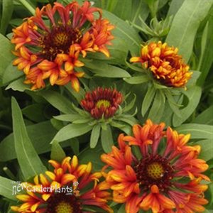 'Frenzy' Blanket Flower