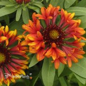 'Frenzy' Blanket Flower