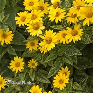 Heliopsis 'Sunburst'