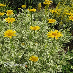 Heliopsis 'Sunburst'