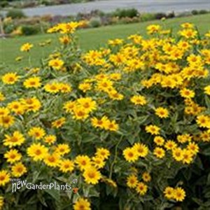Heliopsis 'Sunburst'
