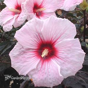 'Kopper King' pp10793