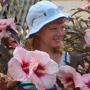 'Kopper King' pp10793