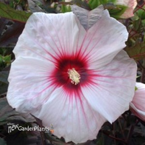 'Kopper King' pp10793