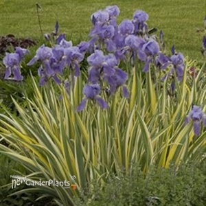 Sweet Iris 