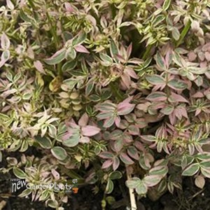 'Stairway to Heaven' pp15187