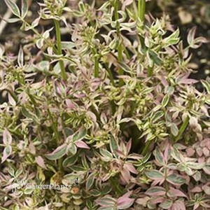 'Stairway to Heaven' pp15187