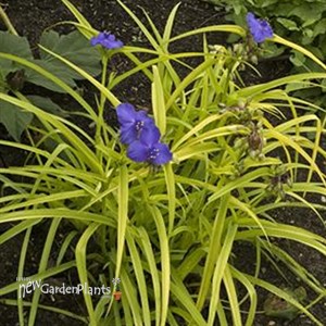 'Sweet Kate' Spiderwort