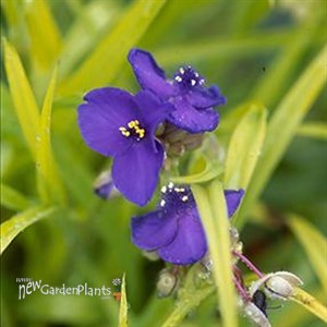'Sweet Kate' Spiderwort