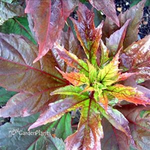 'Kopper King' pp10793