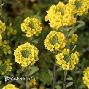 Perennial Alyssum 'Golden Spring'