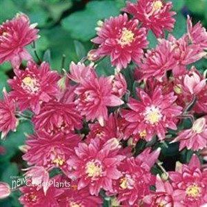 'Clementine Red' Columbine