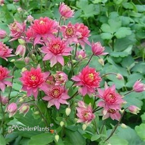 'Clementine Red' Columbine