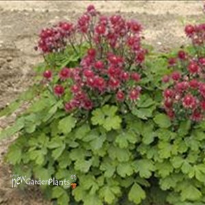 'Clementine Red' Columbine