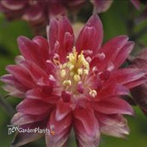 'Clementine Red' Columbine