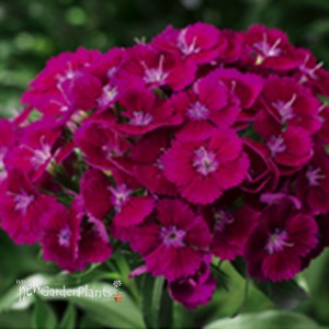 Barbarini Purple Hardy Sweet William