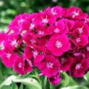Barbarini Purple Hardy Sweet William