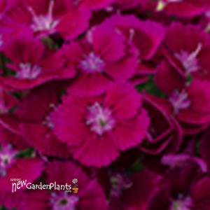 Barbarini Purple Hardy Sweet William