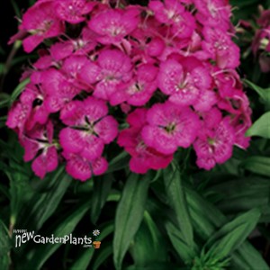'Rose' Sweet William