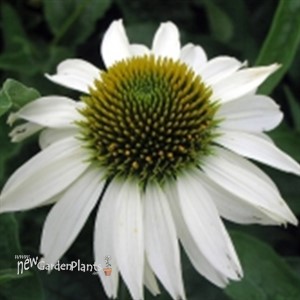 'White Swan'  Echinacea Coneflower