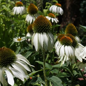 'White Swan'  Echinacea Coneflower